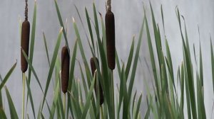 029▪️Камыши▪️Футажи ▪️Красивый пейзаж