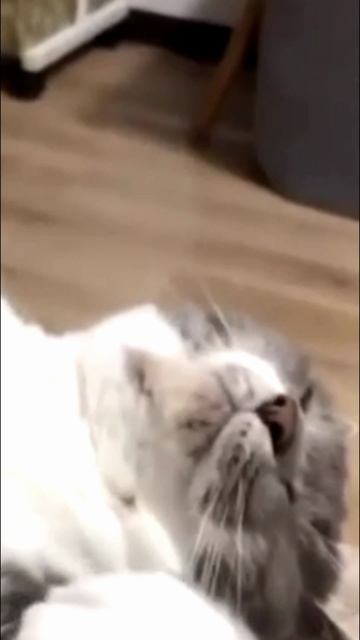 Заставка для видео БАЛДЕЮЩИЙ КОТ № 542