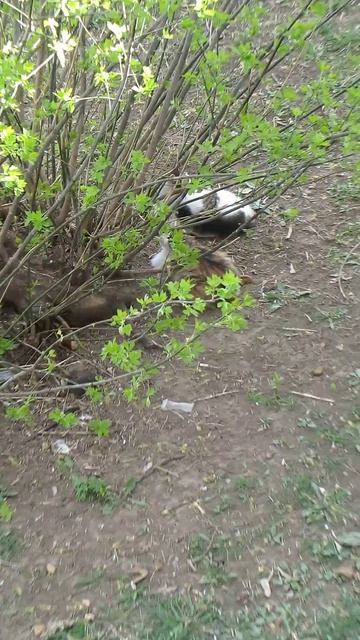 Две подружки под окном.