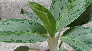 Комнатные цветы/растения. Обзор аглаонем. Апрель 2026г.