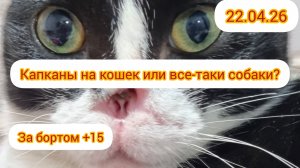 Соня пропала! Ушла вчера утром и не вернулась, прям как Стёпа.😢