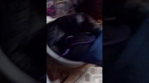 влог после прогулки