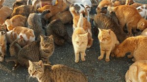 ГОП СТОП И ЕЁ ПИТОМНИК ЧЕРЕЗ ПАРУ ЛЕТ .