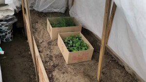 Психанула 🤣Вынесла виолу и злаки зимовать. ночная температура минус- 8гр