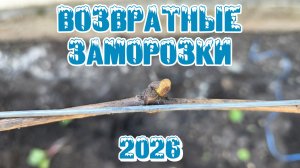 ВОЗВРАТНЫЕ ЗАМОРОЗКИ. Варианты защиты винограда.