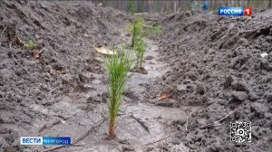 Сотрудники МЧС высадили аллею в урочище Пески