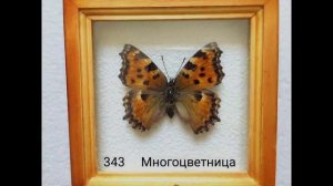 моя коллекция