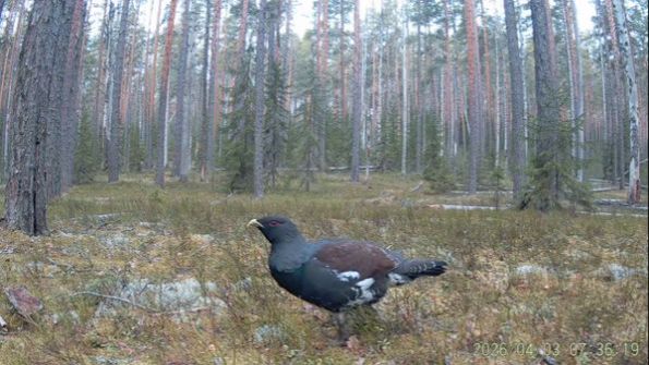 Глухари в заповеднике 
