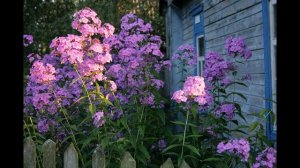 Ансамбль «Частушка». «Я пока не позабыл былого…»