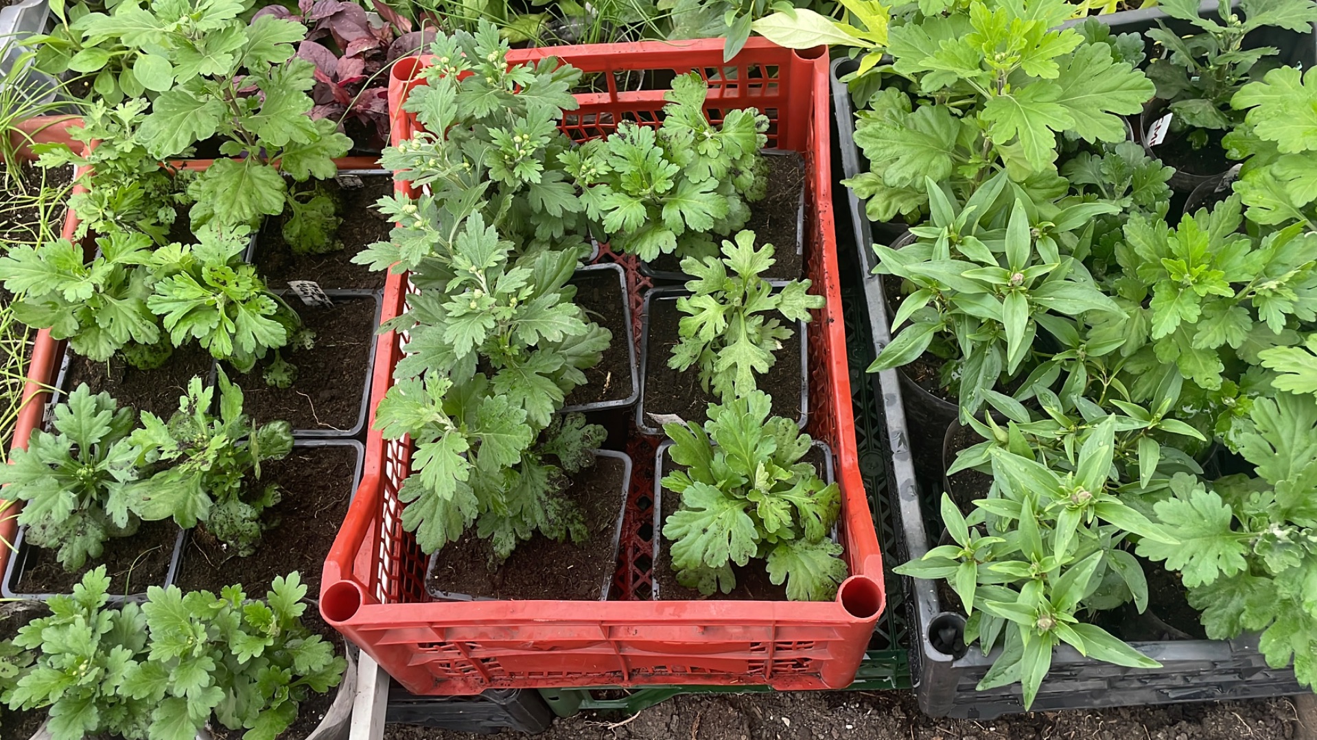 Хризантему Мультифлора опять переваливаю.Собираю заказы для клиентов и очень этим довольна!