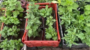 Хризантему Мультифлора опять переваливаю.Собираю заказы для клиентов и очень этим довольна!