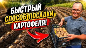 Очень быстрый способ посадки картофеля по борозде — сажаем так уже 10 лет