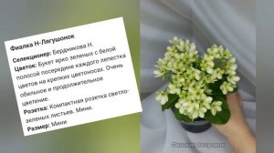 Мини фиалки, несколько сортов из моей коллекции)