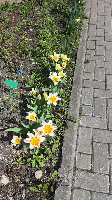 Персики цветут в Москве