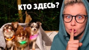 НОЧЬ В ДОМЕ НА ДЕРЕВЕ С СОБАКАМИ!Что нашли,где живем,румтур,новая покупка Roborock Q7 MAX+