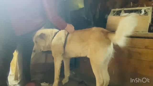 Алабай и новая шлейка Как я продавала капусту