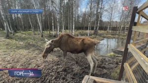 Лоси массово выходят на проезжую часть в столичном регионе