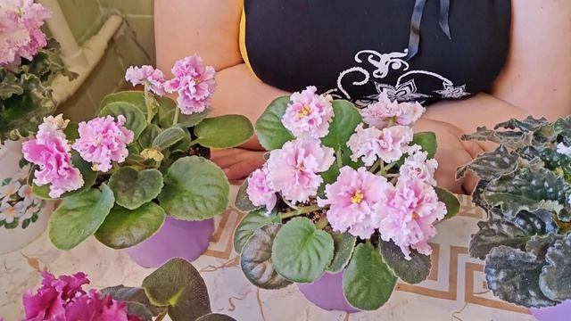 Обзор цветущих Фиалок 22.04.2026! Спорты Фиалок и Безымяшки!