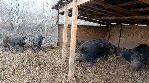 Охота на Кабана