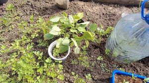 РАССАДА ПЕРЕРАСТАЕТ//ЦВЕТУТ ПЕРВЫЕ ЦВЕТЫ//22 АПРЕЛЯ 2026 ГОД