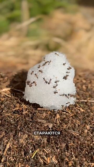 Вкусный лимонад! Деды балдеют от этой прикормки. Как по мнению чиновников должны выживать пенсионеры