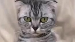 ТАНЦУЮЩИЕ КОШКИ