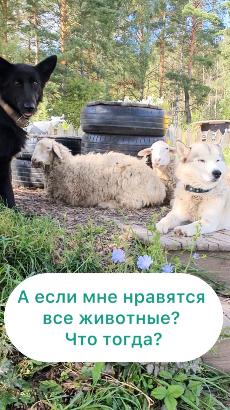 Что означает если нам нравится разные животные?