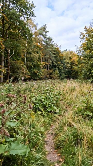 Лесные травы