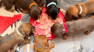 Щенки пробуют сырой говяжий фарш