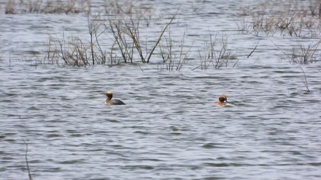 Красношейная Поганка бёрдвотчинг в Новгородской области Ушерско 22 апреля 2026