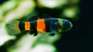 Полосатый хулиган: самая крошечная и дерзкая рыбка в вашем аквариуме