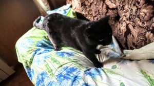 Кошарики и моя Бусинка)