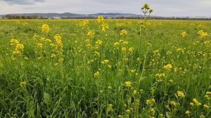 Рапсовое поле и Черешниевая аллея у дома