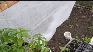 Выращивание огурцов в апреле через рассаду — один из распространённых способов раннего урожая.