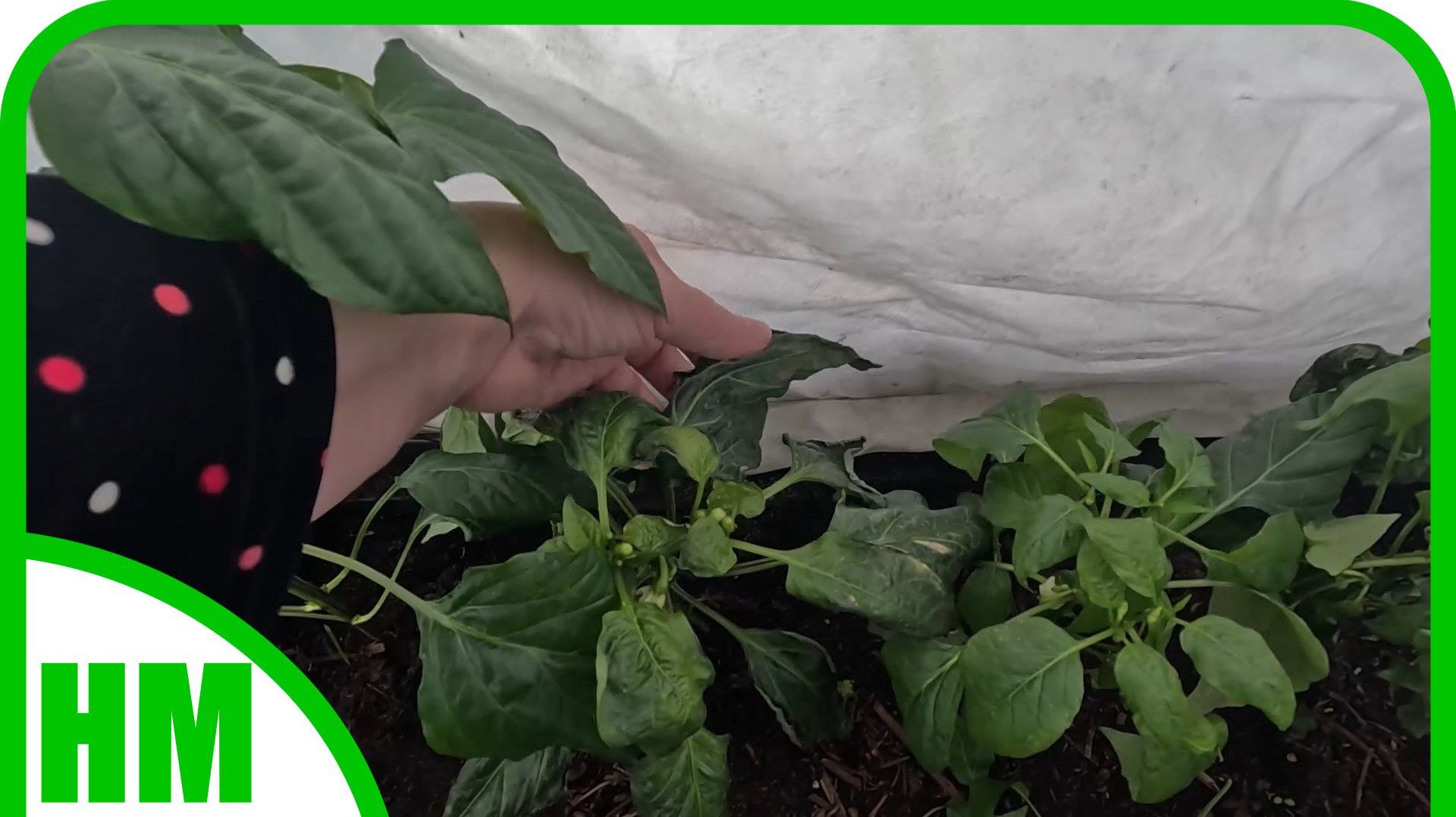 22 апреля. Апрельские морозы закончились. Как пережила их  рассада в теплицах?