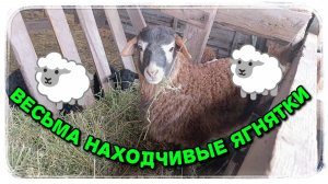 Ягнятки те ещё хитрюги!