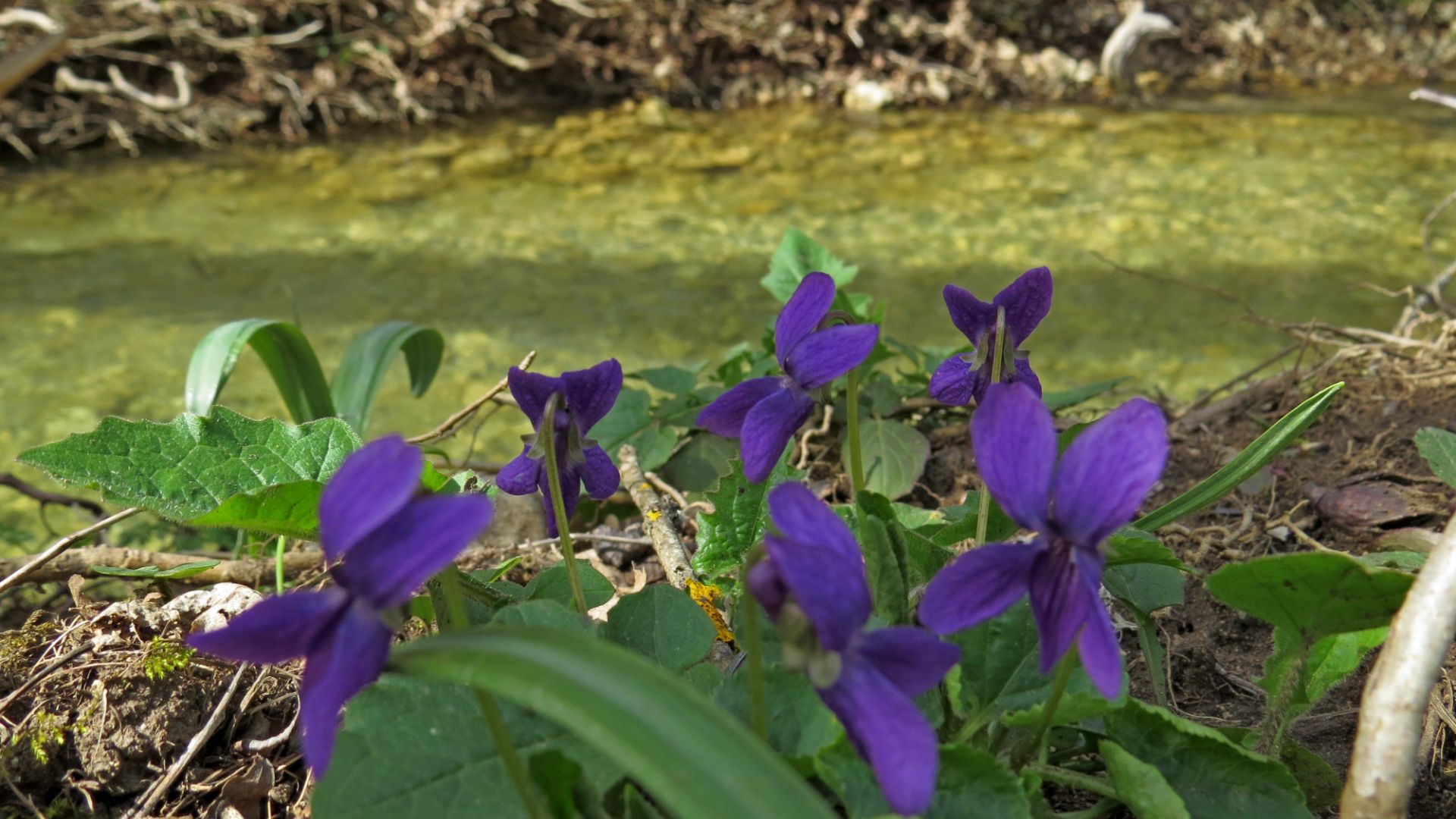 Апрель на Бурульче. Межгорье.