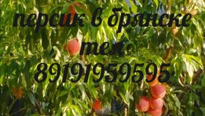 Персик 22 . 04 . 2026 . Итоги перезимовки .