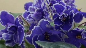 20.04.2026.Выставка фиалок. Шикарные сорта!