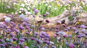 Релаксация, медитация, улучшение сна, снятие стресса, фон для работы и учебы, йога. ॐ🙏🧘♀️