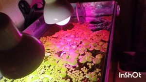 мой аквариум ночью 🤗🐠 , как спит петушок ,не спиться 😀