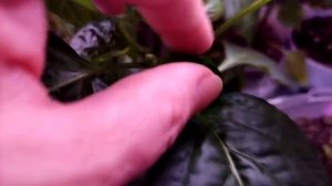 Напал невязун🤔