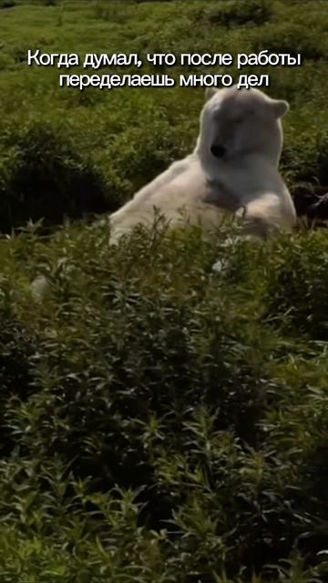 Сколько же дел переделал 🤣🫠 #жиза #учеба #работа #отдых #мем #рофл #meme #work #fun #trend #funny #l