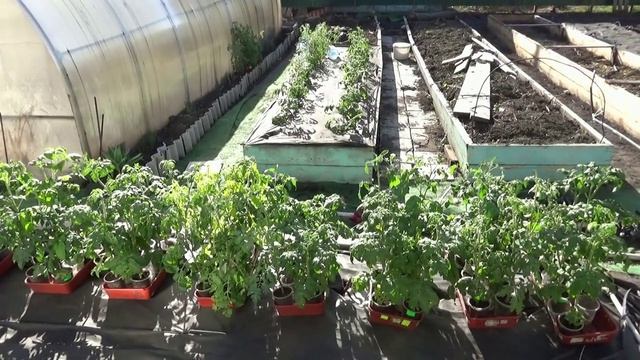 Не высаживайте рано томаты, если боитесь! А я рискну еще раз! 21.04.2026.