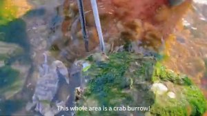 Сяо Чжан Разбогател, Когда Ловил На Пляже Гигантское Существо - Омара