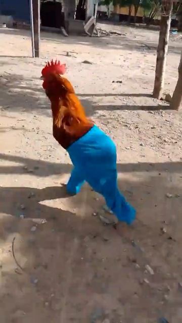 СМЕШНЫЕ КОТЫ 😺 2026 ЛУЧШИЕ ПРИКОЛЫ С КОТАМИ ,КОШКАМИ ,ЖИВОТНЫЕ,СМЕШНЫЕ ВИДЕО