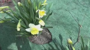 Жара! Расцвели цветы! Двери в теплицах открыты! Обзор огорода и погоды 21 апреля 2026 года.