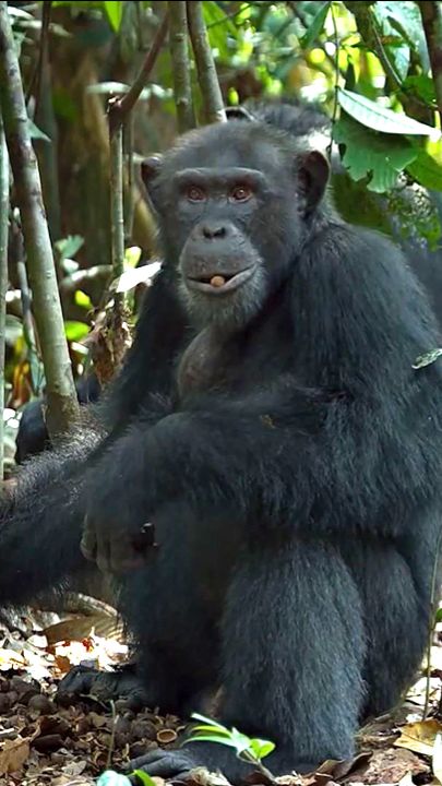 Шимпанзе! 😱
