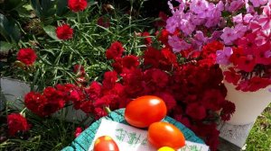 2362.  Сегодня разделим мн гвоздику. ВПЛ.