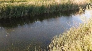 Рыбалка на карася весной на поплавочную удочку. Нападение диких собак. Поклевки крупным планом